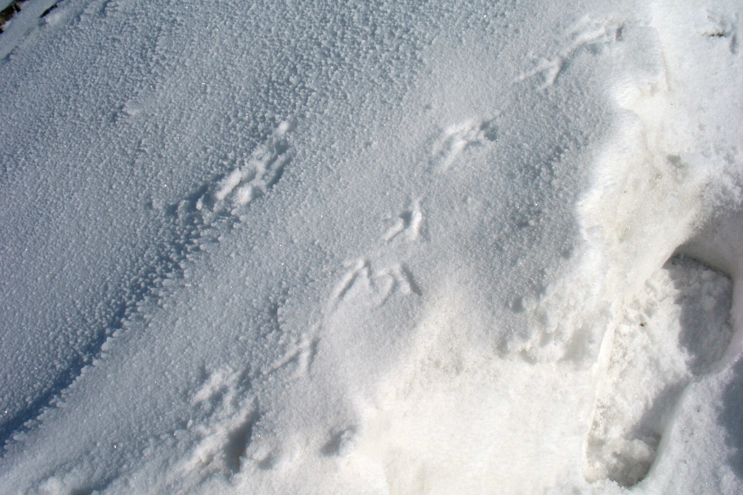 Niet alleen toerskiers maken sporen